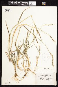 Elymus repens image