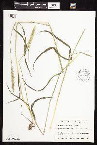 Elymus repens image