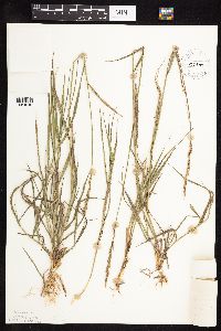 Elymus repens image
