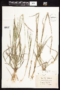 Elymus repens image