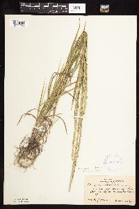 Elymus repens image