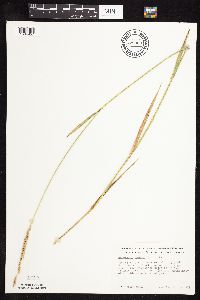 Elymus repens image