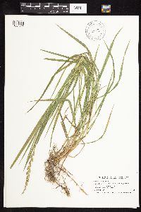 Elymus repens image