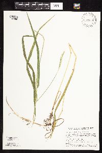 Elymus repens image