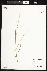 Elymus repens image