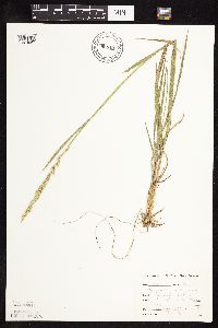 Elymus repens image