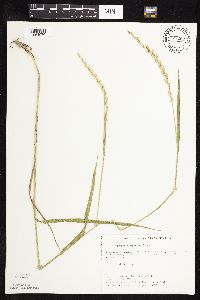 Elymus repens image