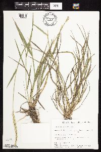 Elymus repens image