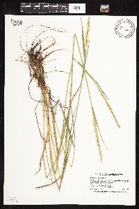 Elymus repens image