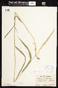 Elymus repens image