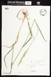 Elymus repens image