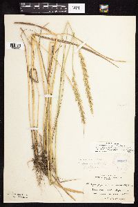 Elymus repens image