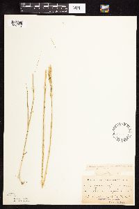 Elymus repens image