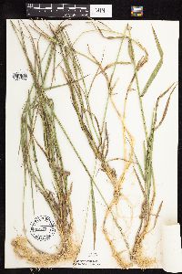 Elymus repens image