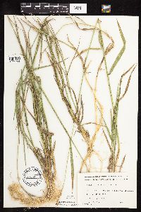 Elymus repens image