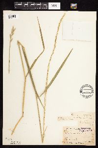 Elymus repens image