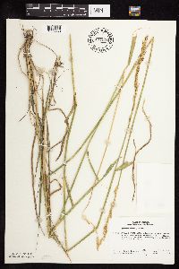 Elymus repens image