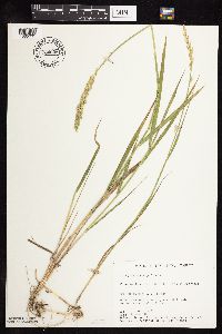 Elymus repens image