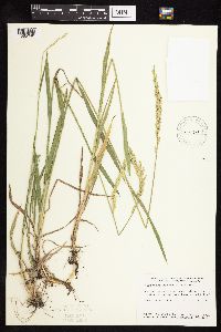 Elymus repens image
