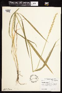 Elymus repens image
