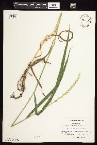 Elymus repens image