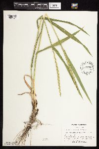 Elymus repens image