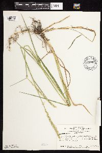 Elymus repens image