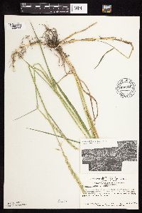Elymus repens image