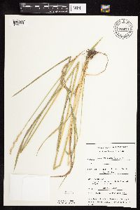 Elymus repens image