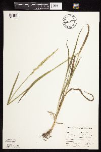Elymus repens image