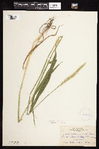 Elymus repens image