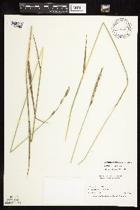 Elymus repens image