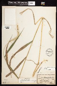Elymus riparius image