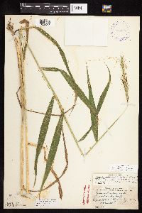 Elymus riparius image
