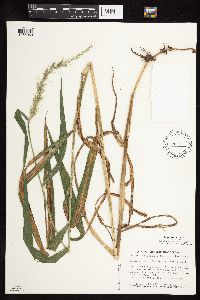 thumbnail image of current specimen