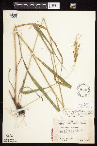 thumbnail image of current specimen