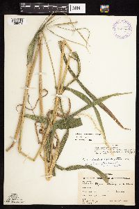 Elymus riparius image