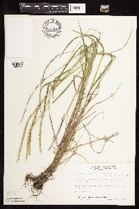 Elymus trachycaulus subsp. subsecundus image