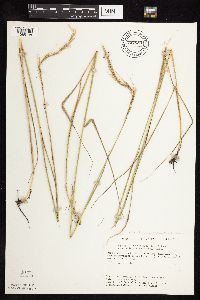 Elymus trachycaulus subsp. subsecundus image