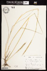 Elymus trachycaulus subsp. subsecundus image