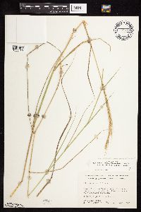 Elymus trachycaulus image