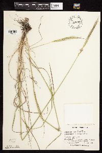 Elymus trachycaulus subsp. subsecundus image