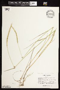 Elymus trachycaulus subsp. subsecundus image