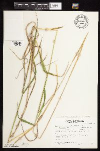 Elymus trachycaulus subsp. subsecundus image