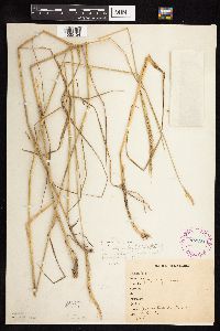 Elymus trachycaulus image