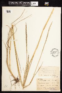 Elymus trachycaulus image