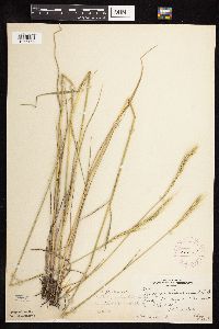 Elymus trachycaulus image