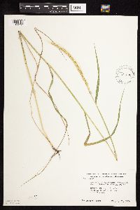 Elymus trachycaulus image