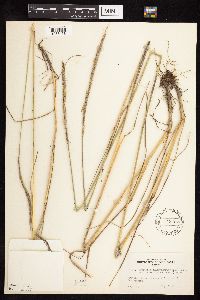 Elymus trachycaulus subsp. subsecundus image