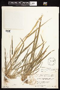 Elymus trachycaulus image